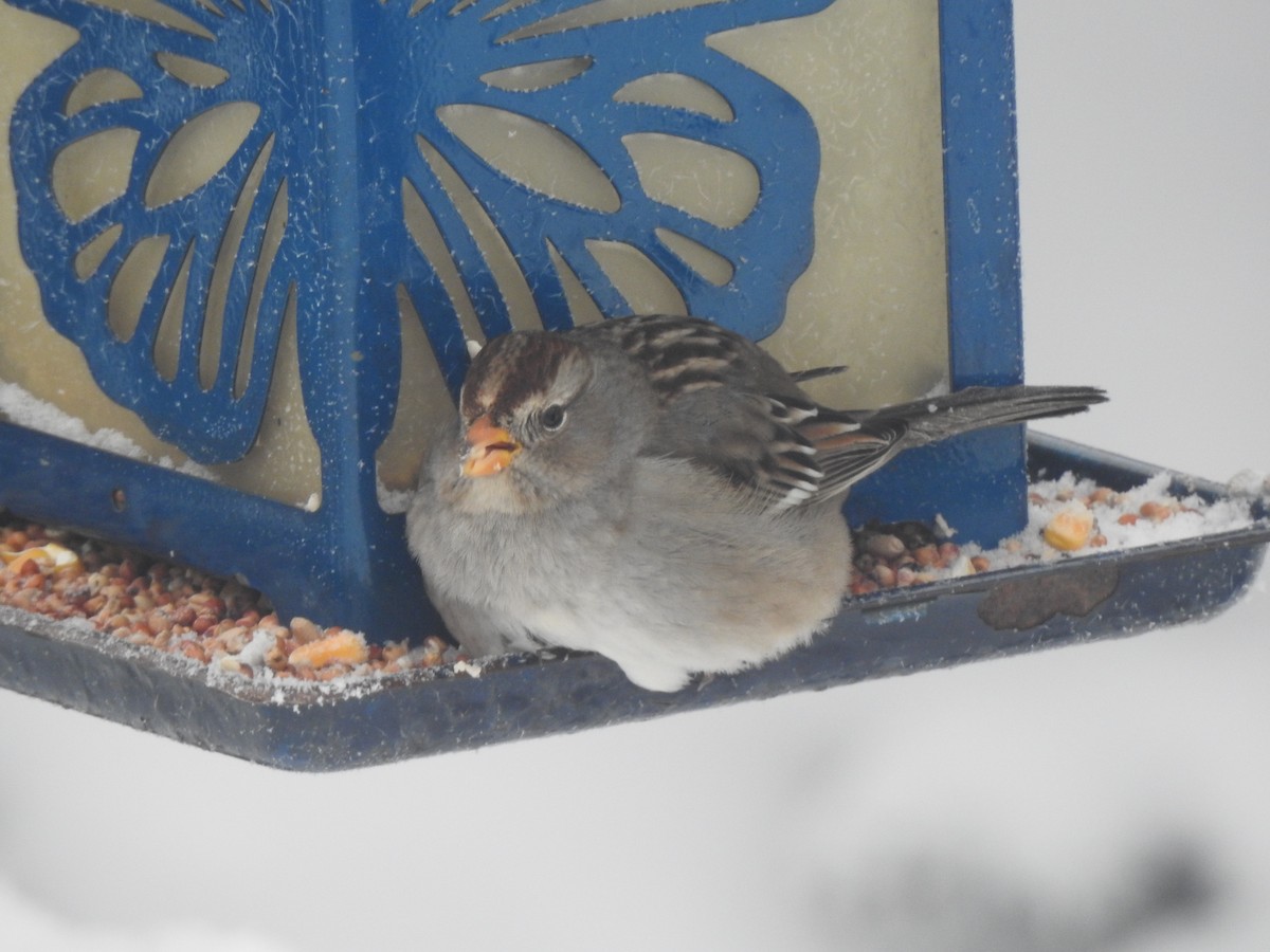 White-crowned Sparrow - ML646123916
