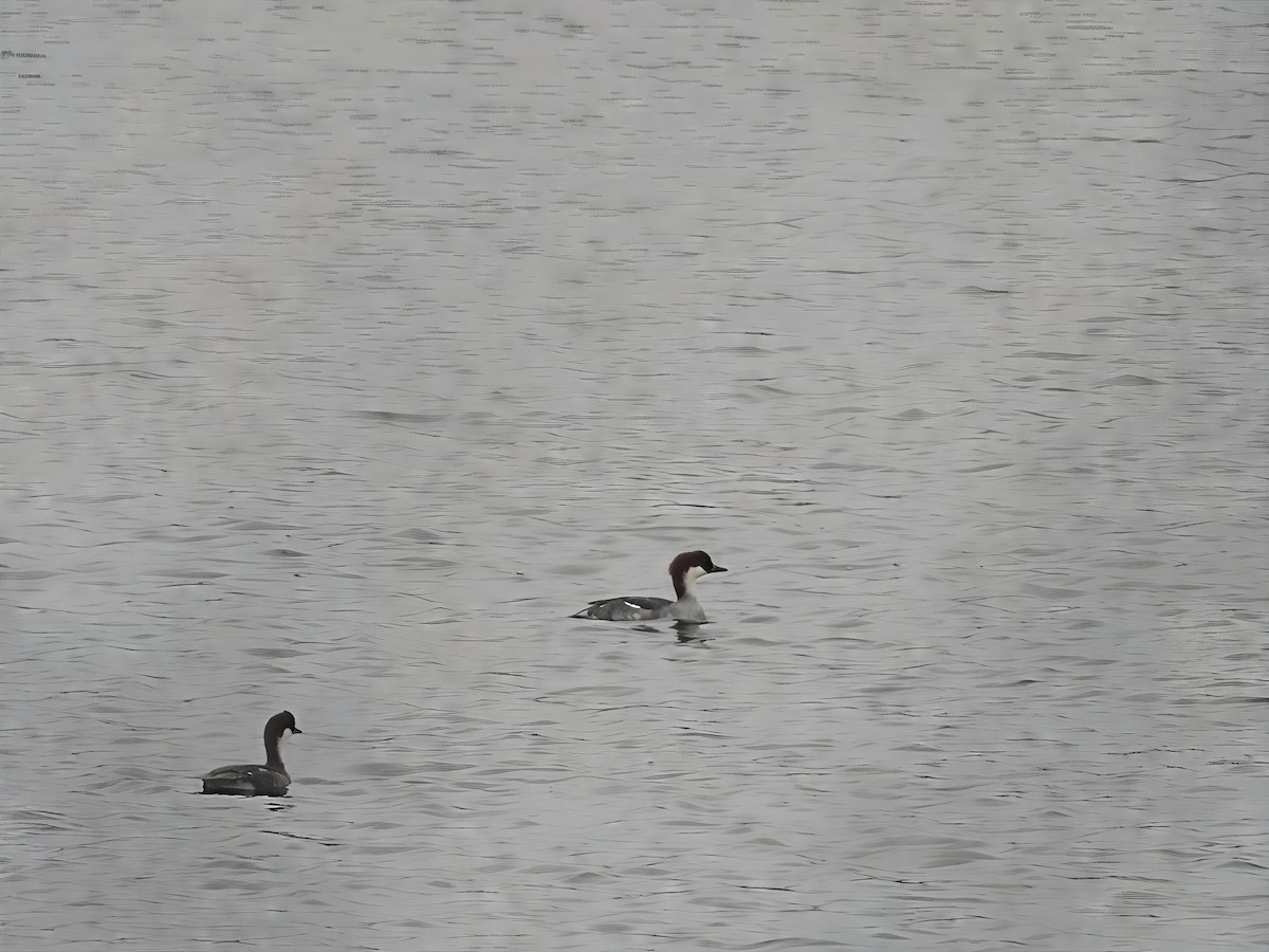 Serreta Chica - ML646123917