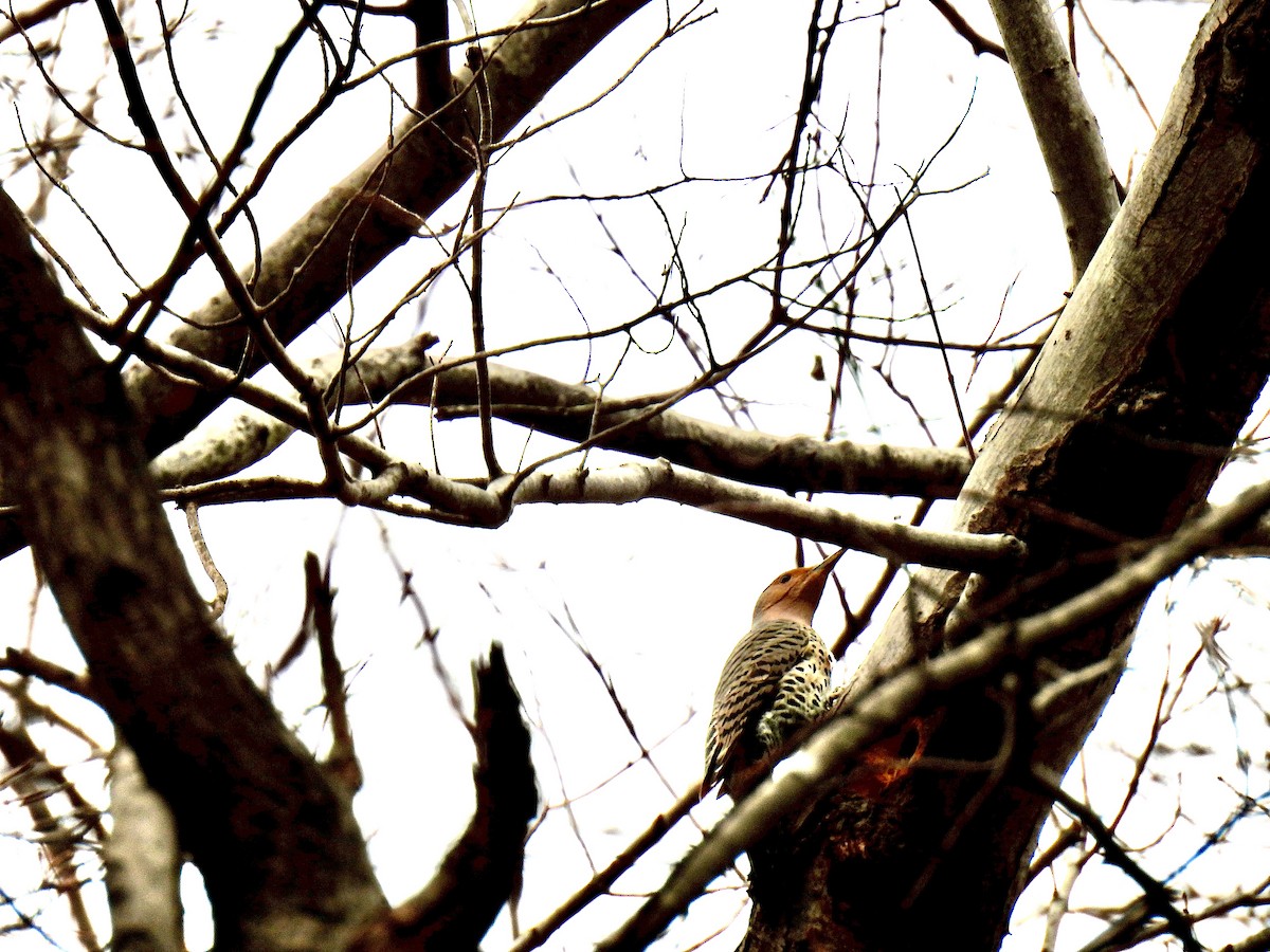 Carpintero Escapulario - ML646123919