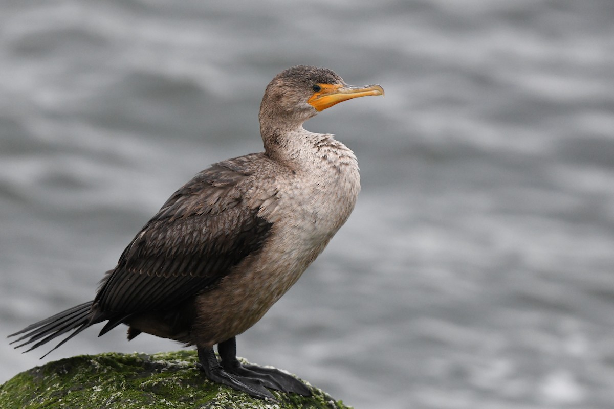 Cormorán Orejudo - ML646123920