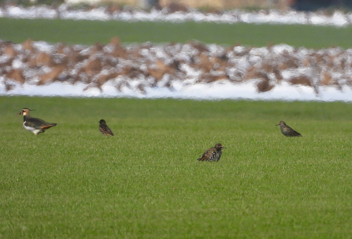 Estornino Pinto - ML646123921