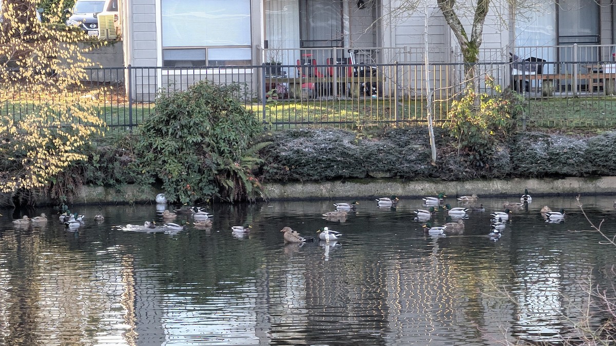 Ánade Azulón - ML646123922