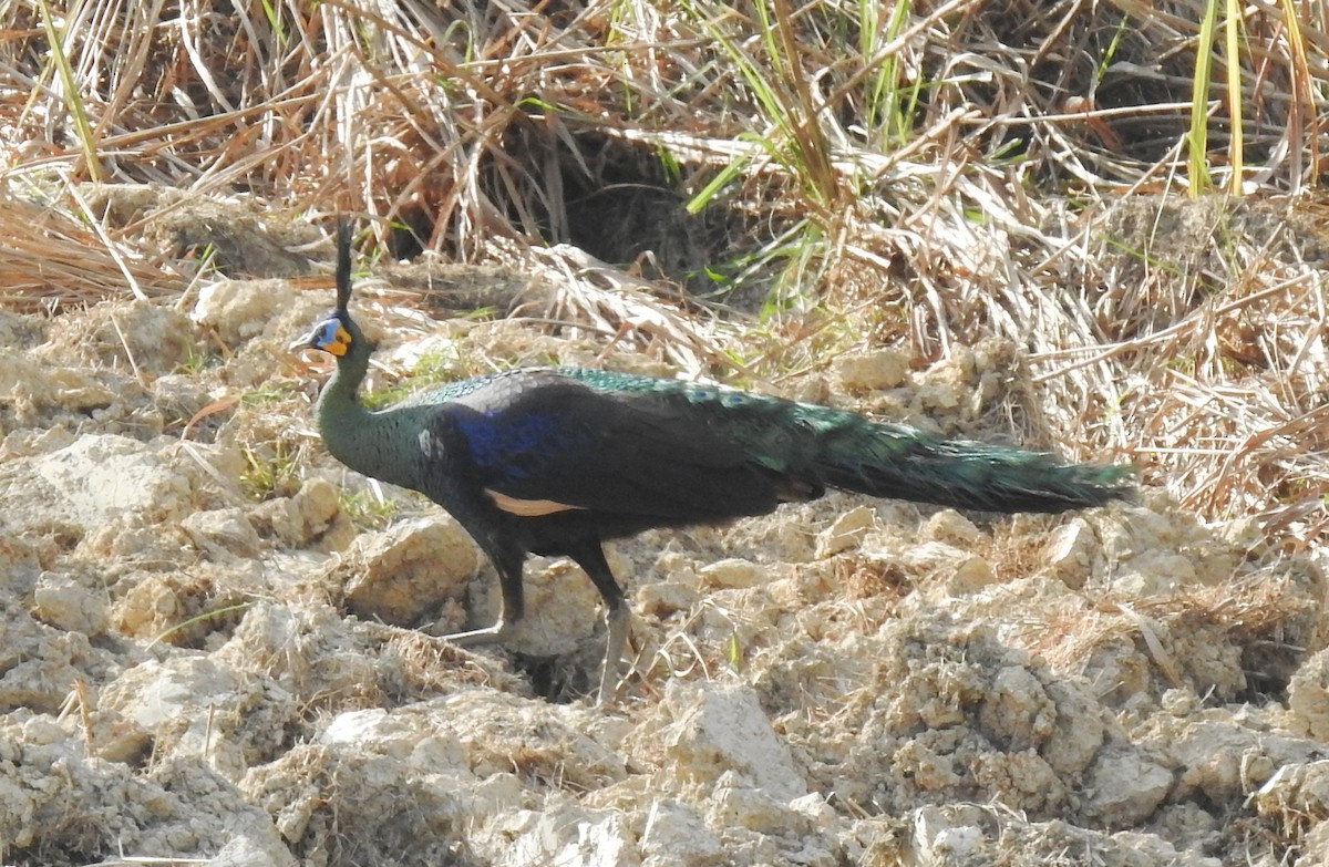 Pavo Real Cuelliverde - ML646123923
