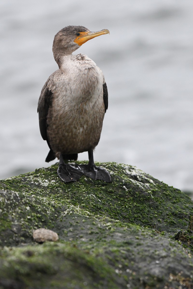 Cormorán Orejudo - ML646123924