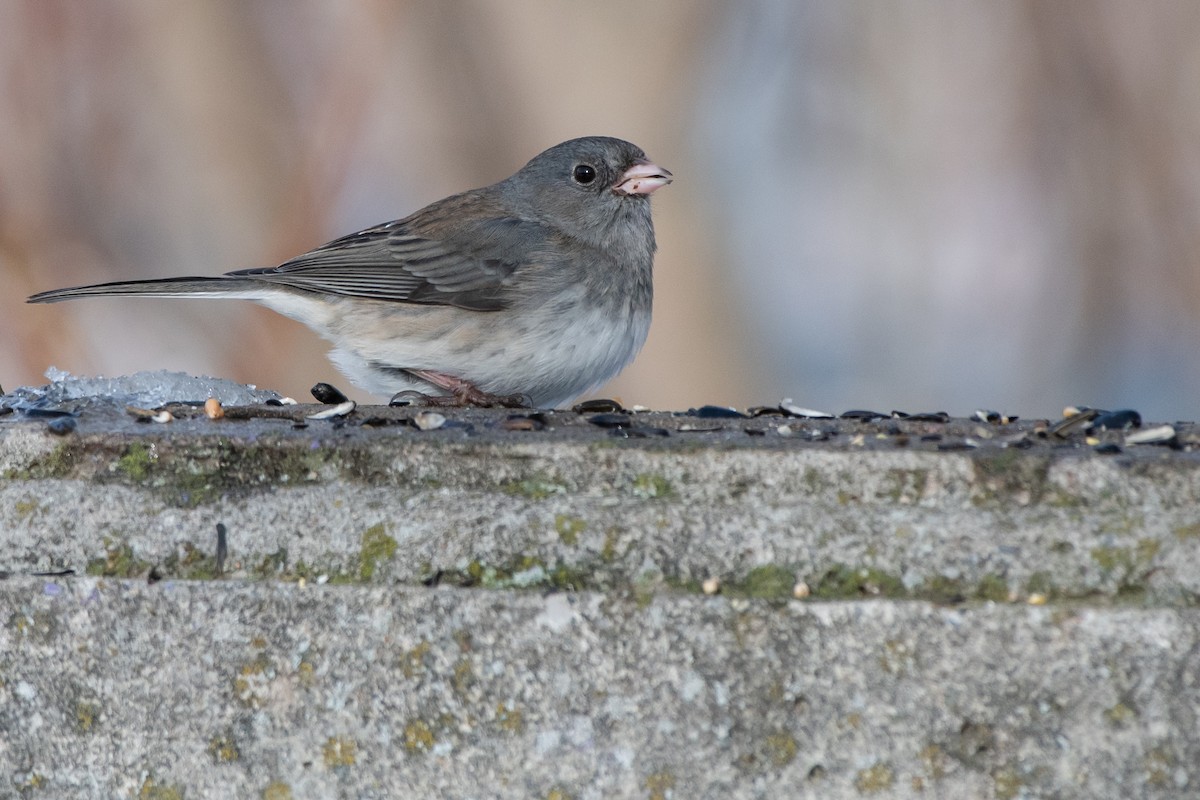 Junco Ojioscuro (Pizarroso) - ML646123925