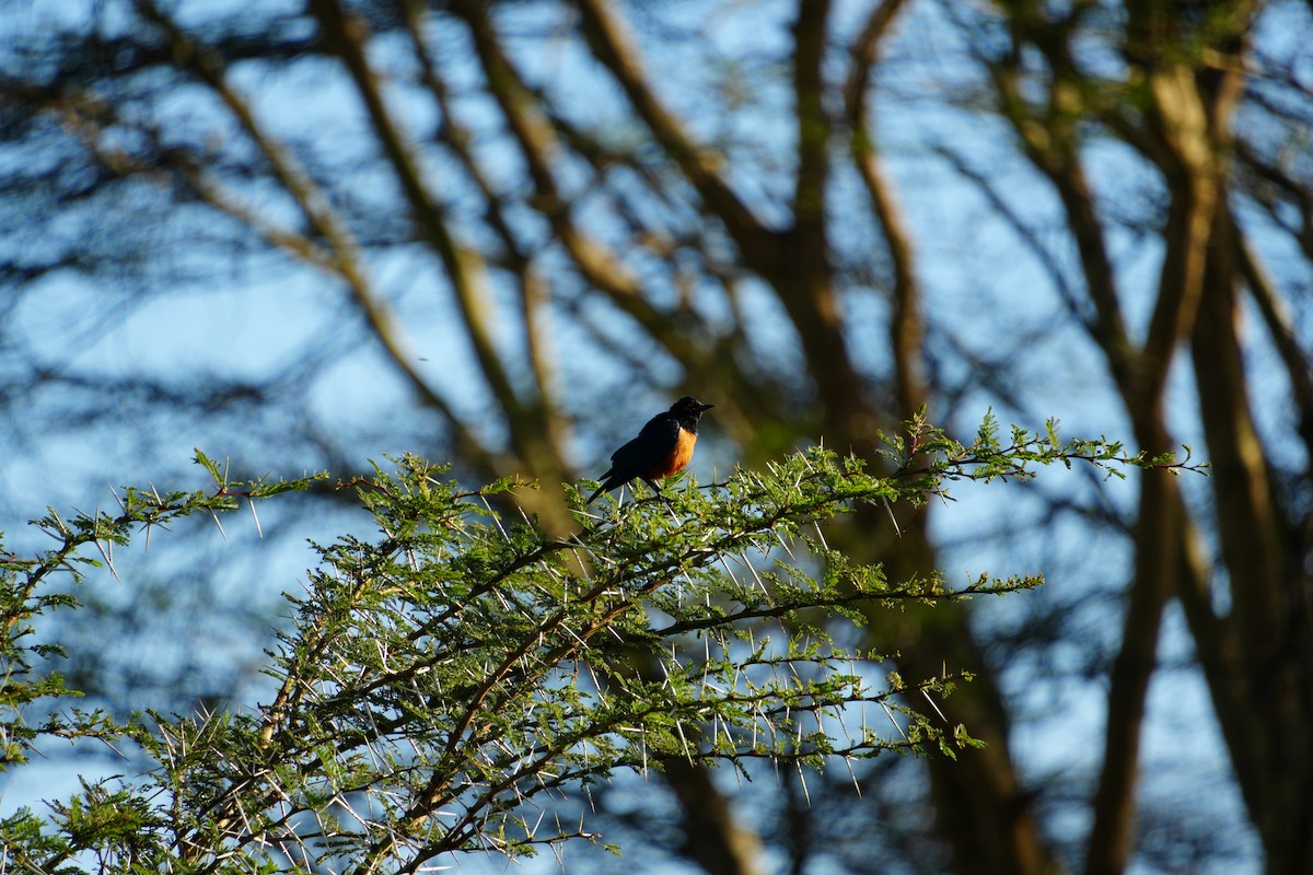 Estornino de Hildebrant - ML646123926