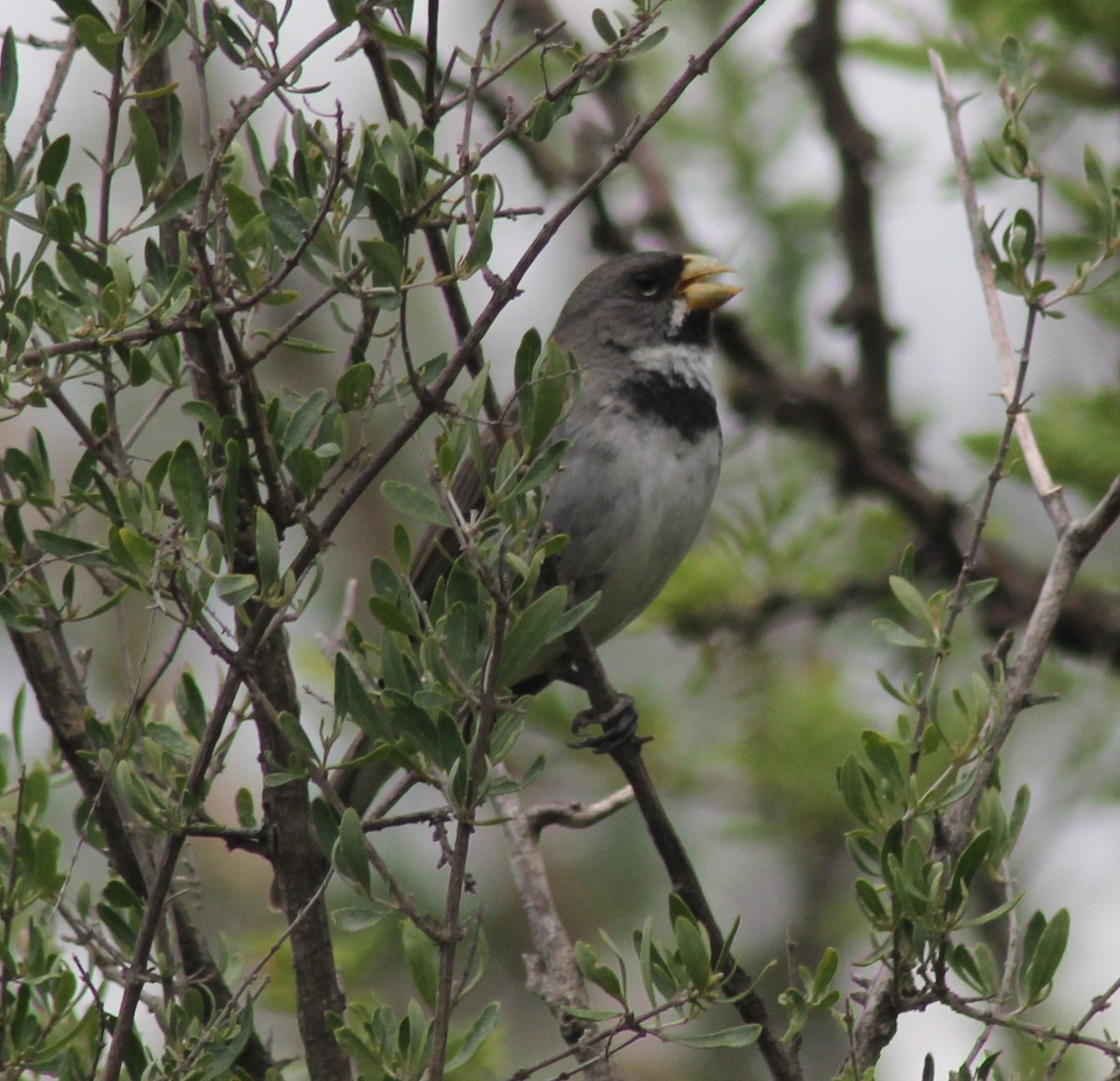 Tordo Renegrido - ML646123927