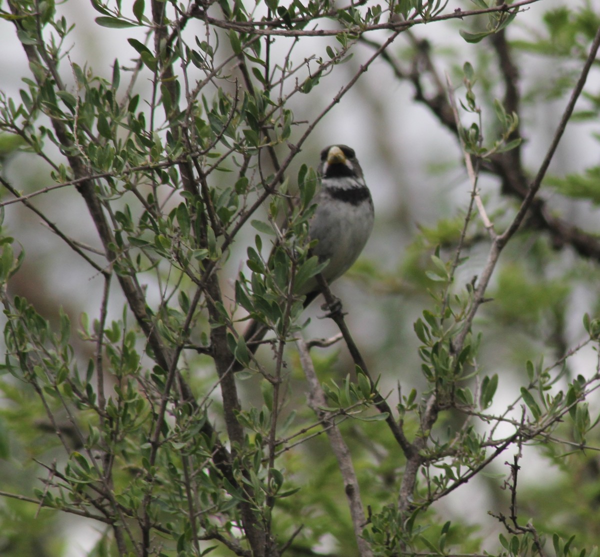 Tordo Renegrido - ML646123928