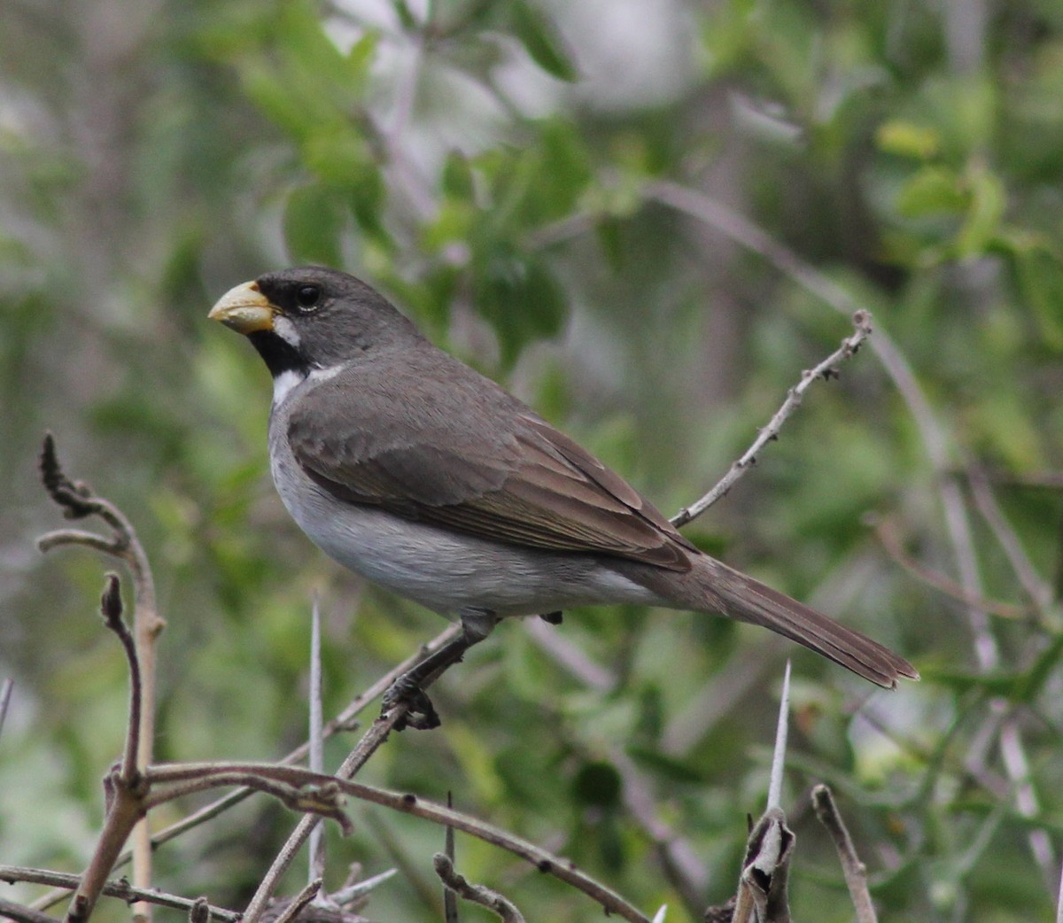 Tordo Renegrido - ML646123929