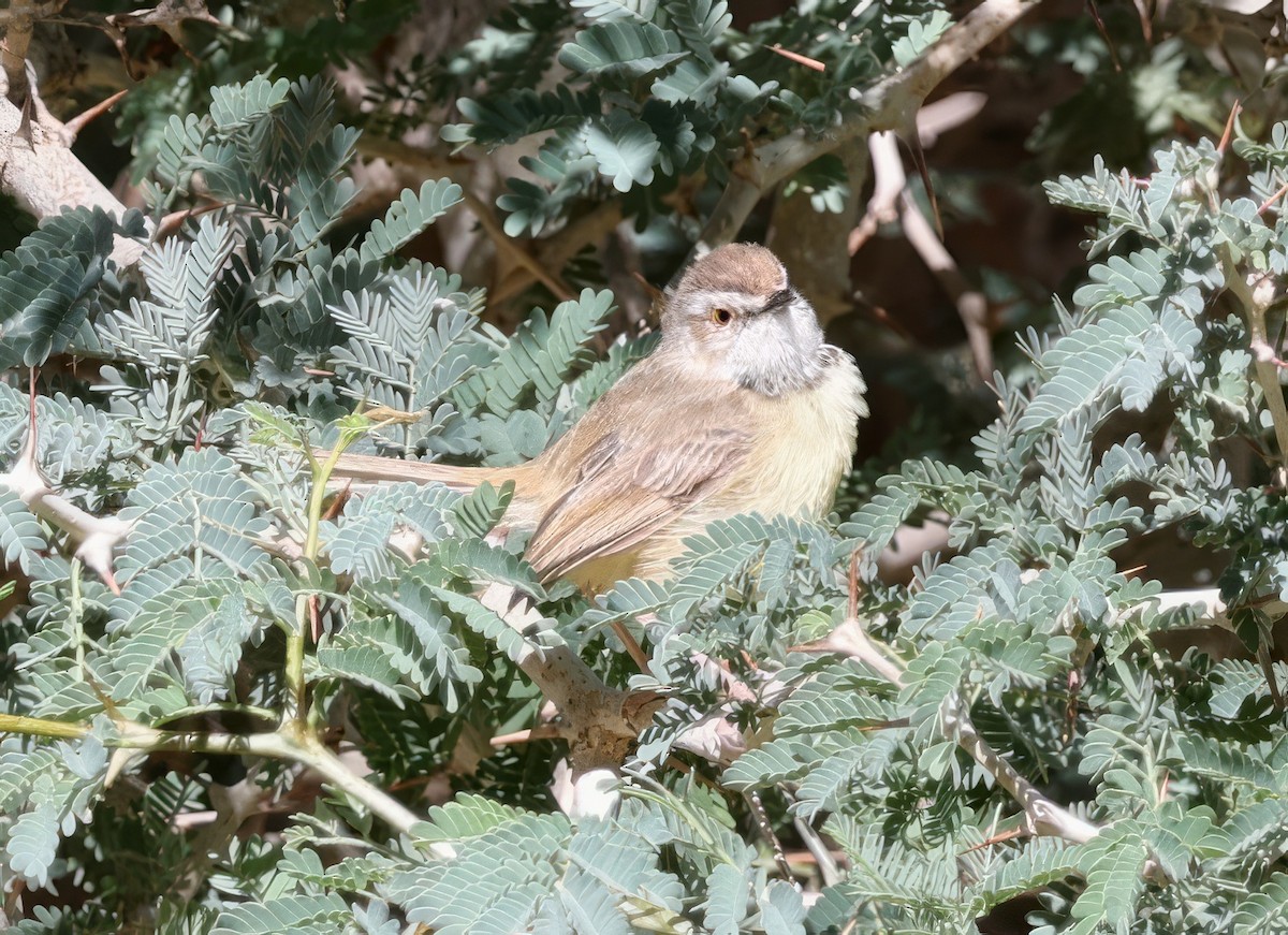 Black-chested Prinia - ML646123938