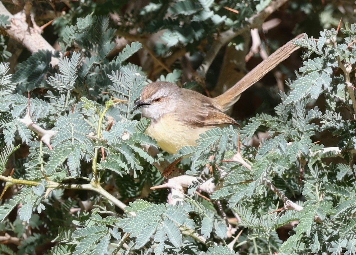 Black-chested Prinia - ML646123940