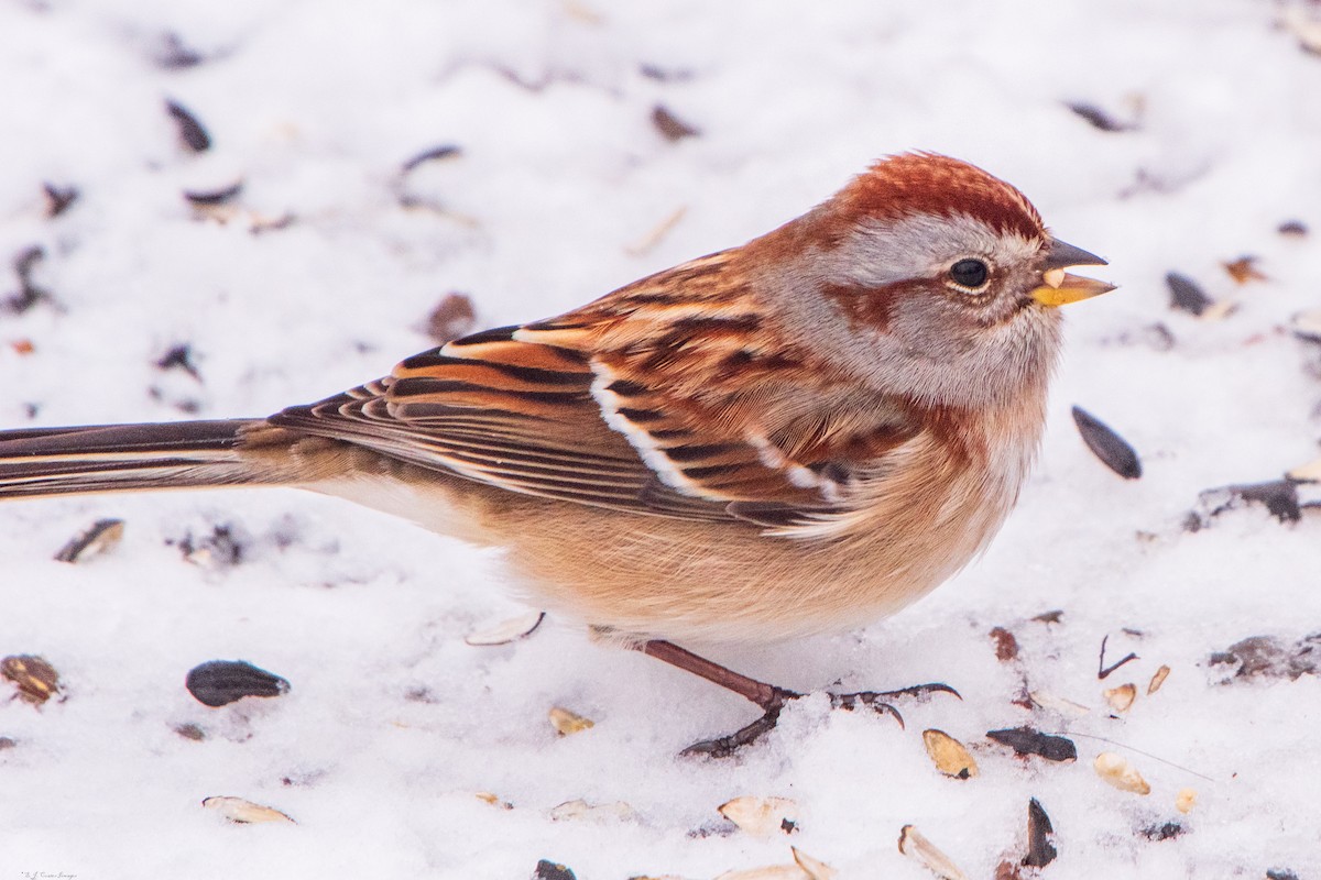 bjørkespurv - ML646123944