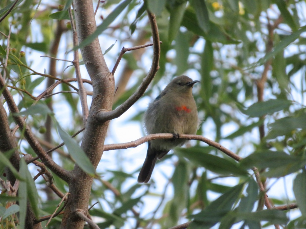 Güneyli Çift Kuşaklı Nektarkuşu - ML646123958