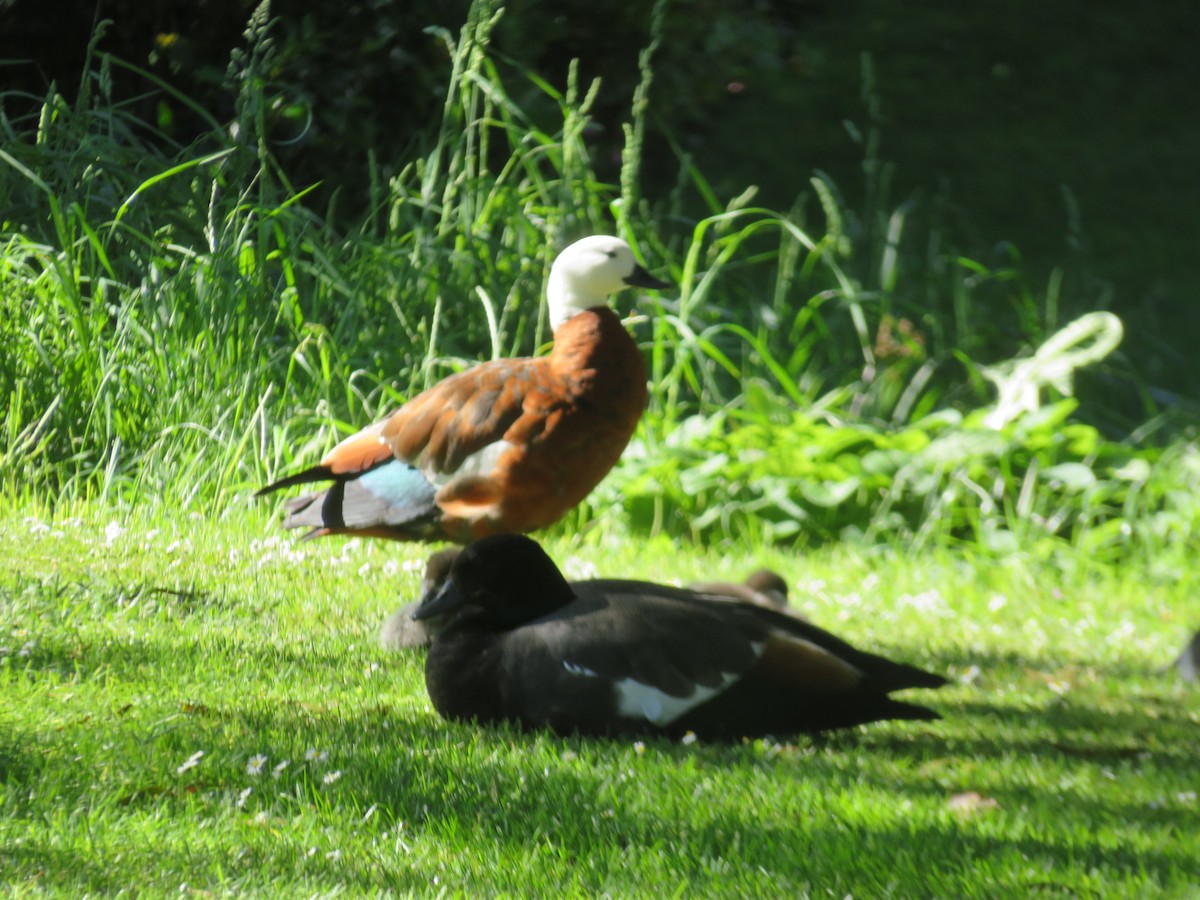 Paradise Shelduck - ML646123960