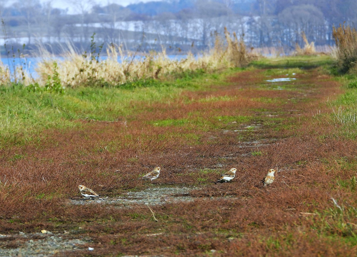 Snow Bunting - ML646123965