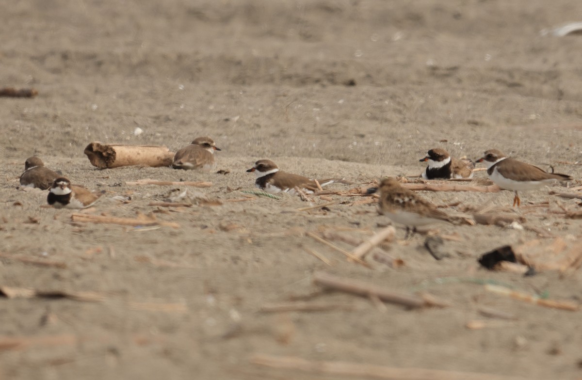 Semipalmated Plover - ML646123968