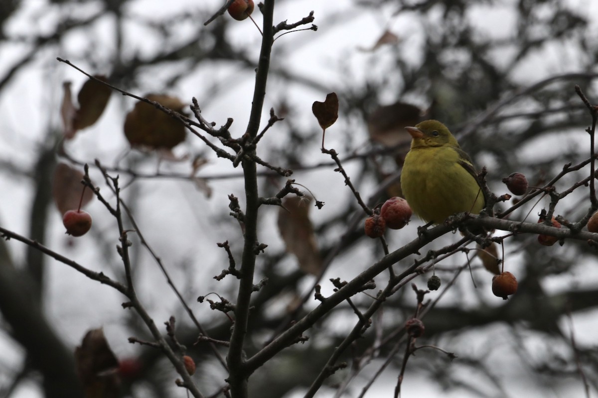 Western Tanager - ML646123971