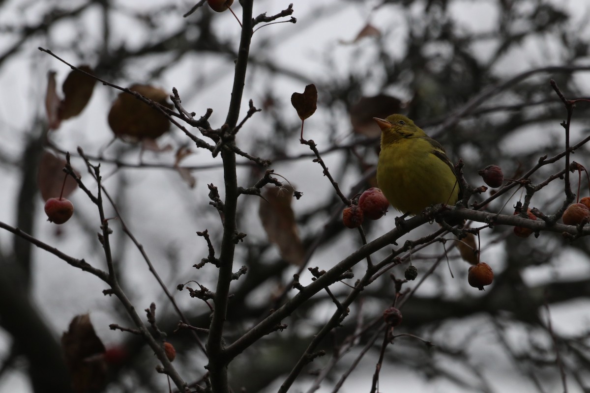 Western Tanager - ML646123972