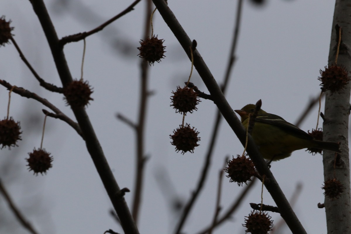 Western Tanager - ML646123973