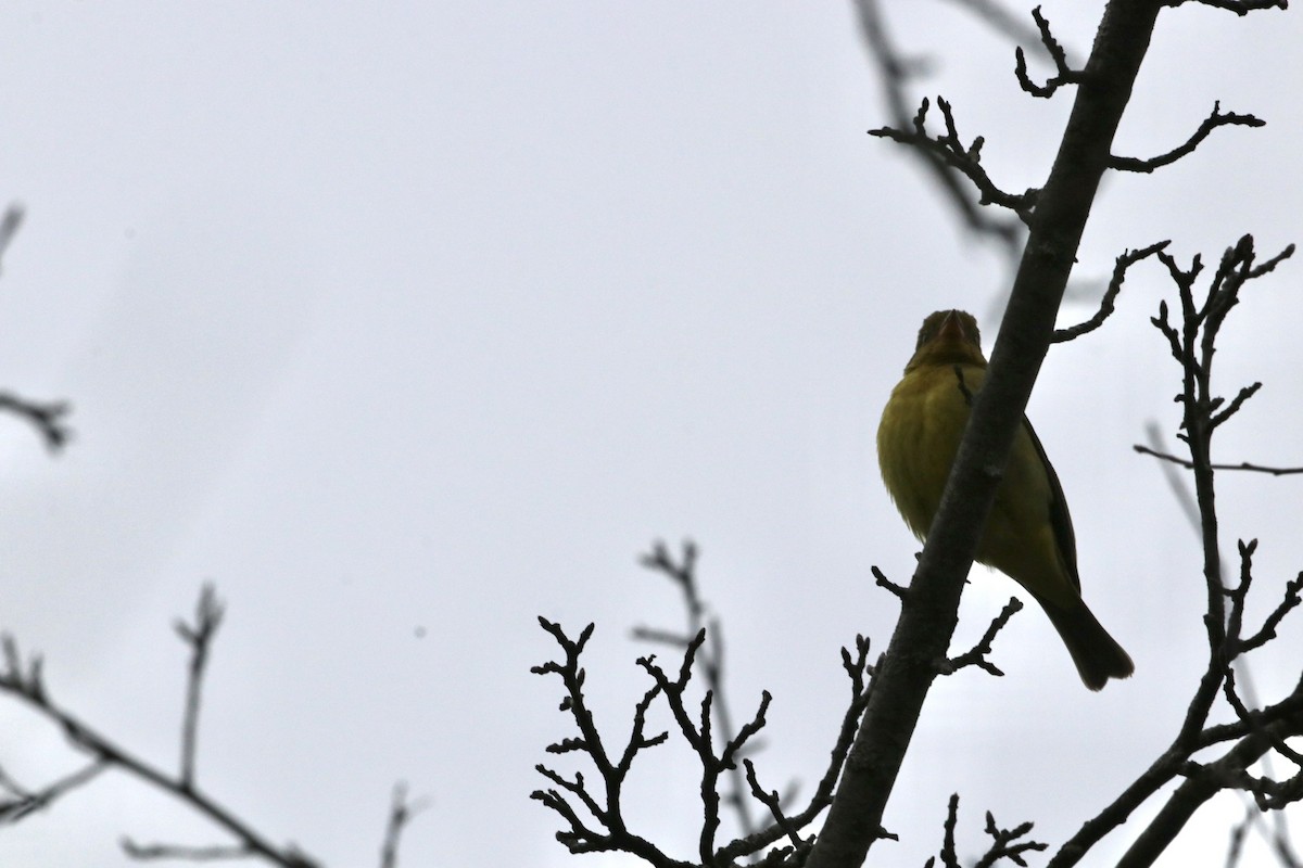 Western Tanager - ML646123976