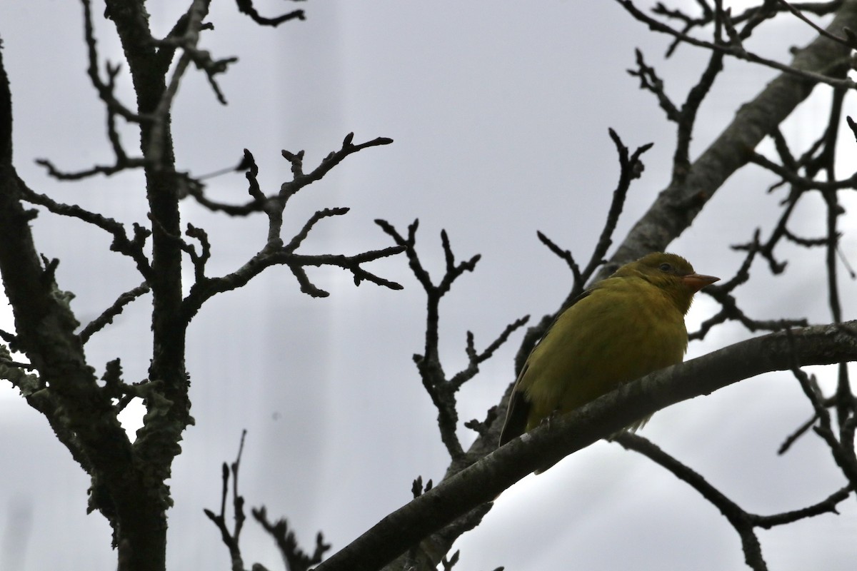 Western Tanager - ML646123977