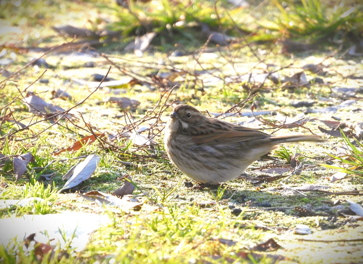 Reed Bunting - ML646123979