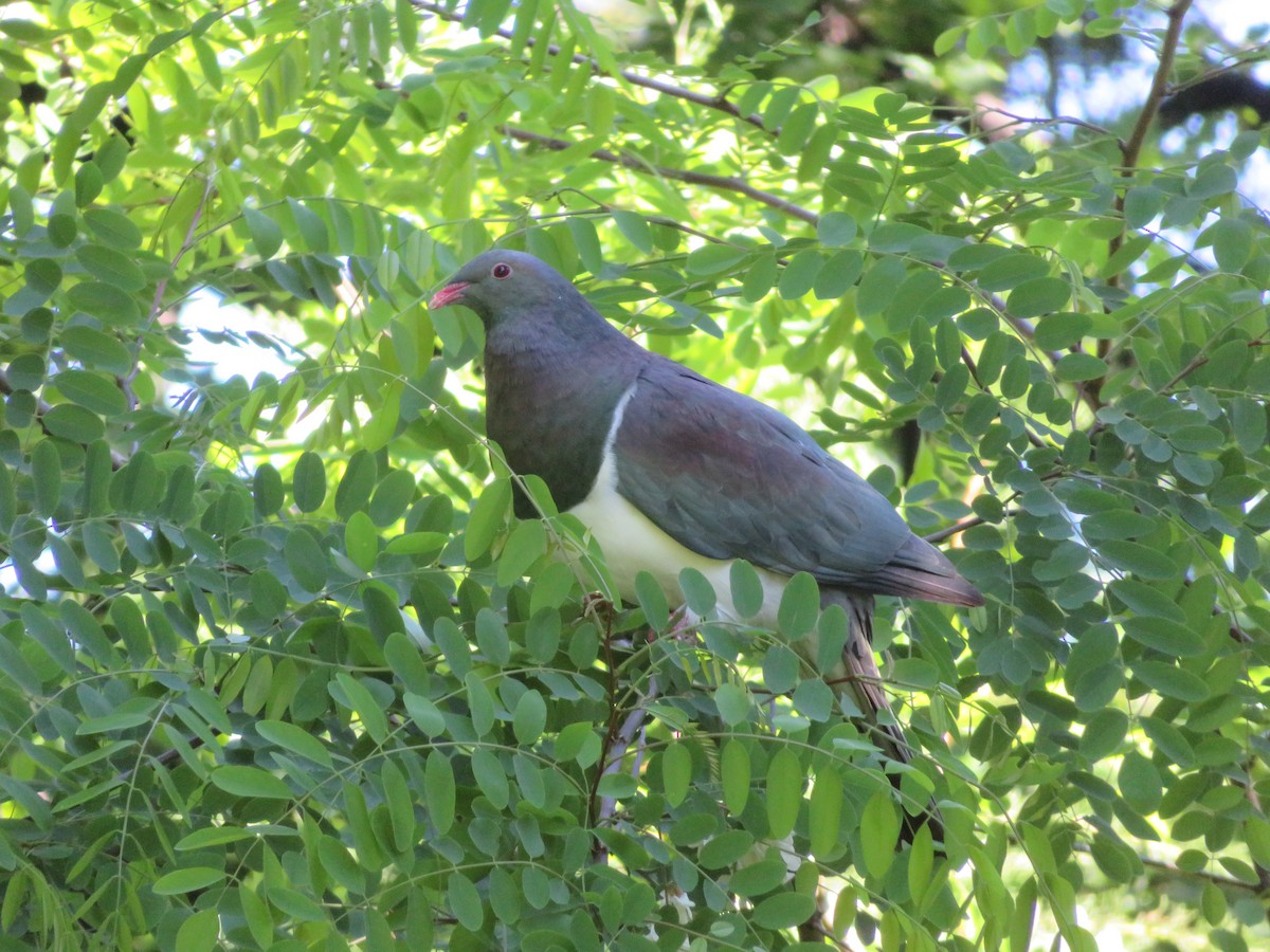 New Zealand Pigeon - ML646123981