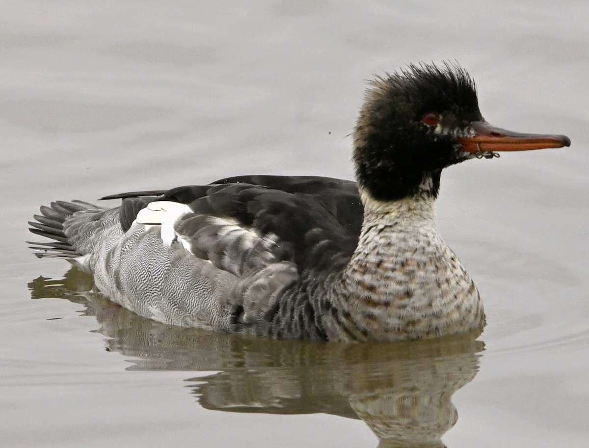 Red-breasted Merganser - ML646123982