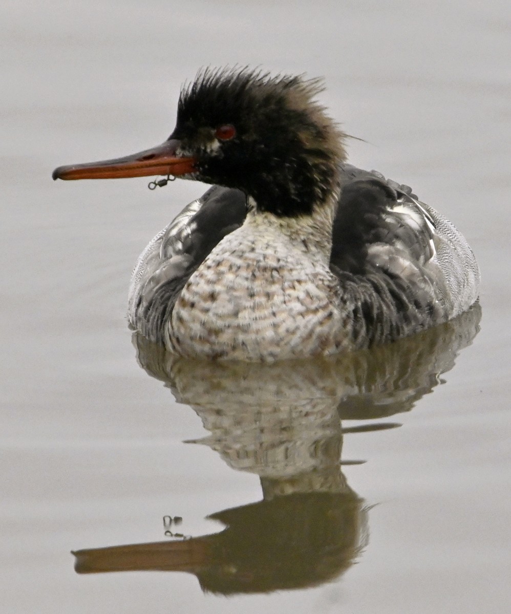 Red-breasted Merganser - ML646123985