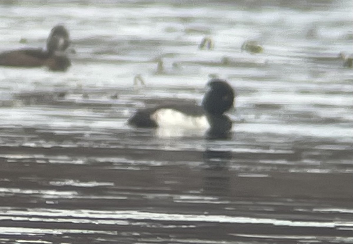Tufted Duck x Lesser Scaup (hybrid) - ML646123991