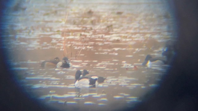 Tufted Duck x Lesser Scaup (hybrid) - ML646123993