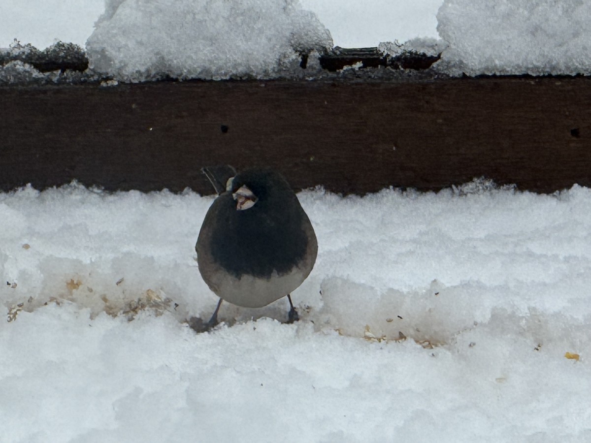 Dark-eyed Junco (Oregon) - ML646123995