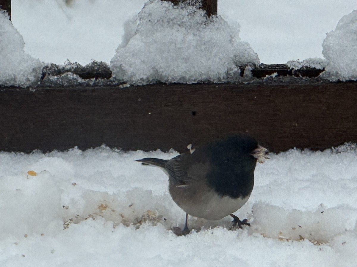 Dark-eyed Junco (Oregon) - ML646123996