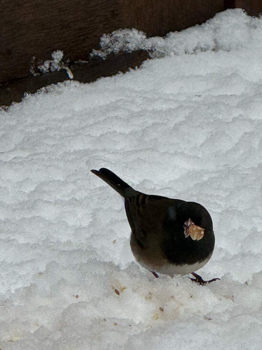 Dark-eyed Junco (Oregon) - ML646123997