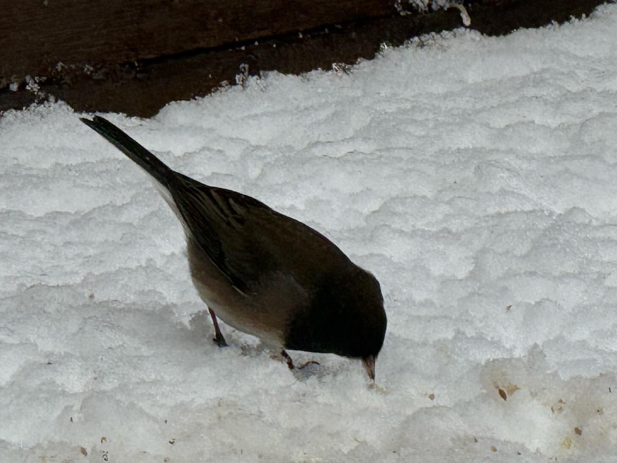 Dark-eyed Junco (Oregon) - ML646124000