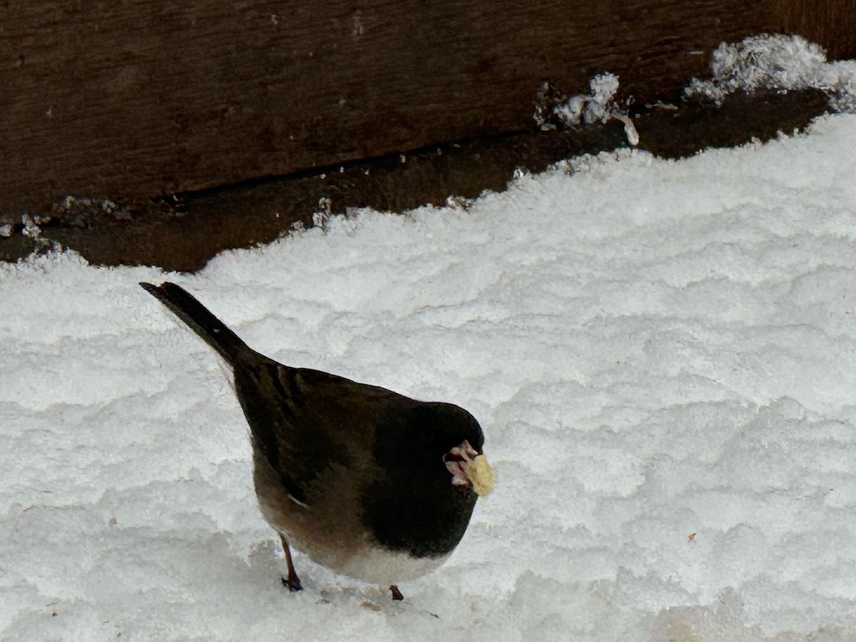 Dark-eyed Junco (Oregon) - ML646124002