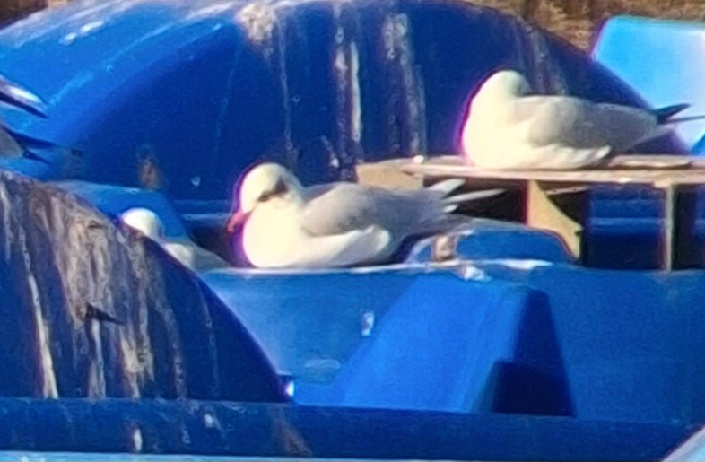 Mediterranean Gull - ML646124007