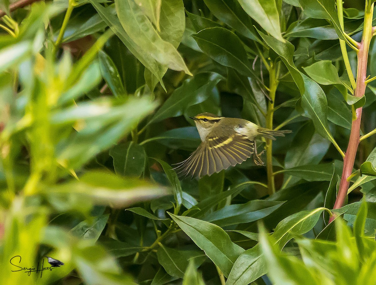 Luì di Pallas - ML646124008