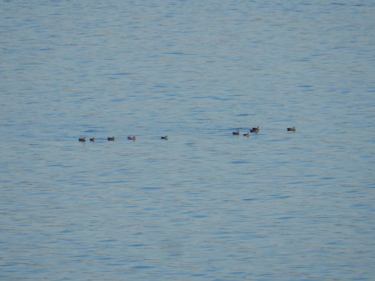 葡萄胸鴨 - ML646124010