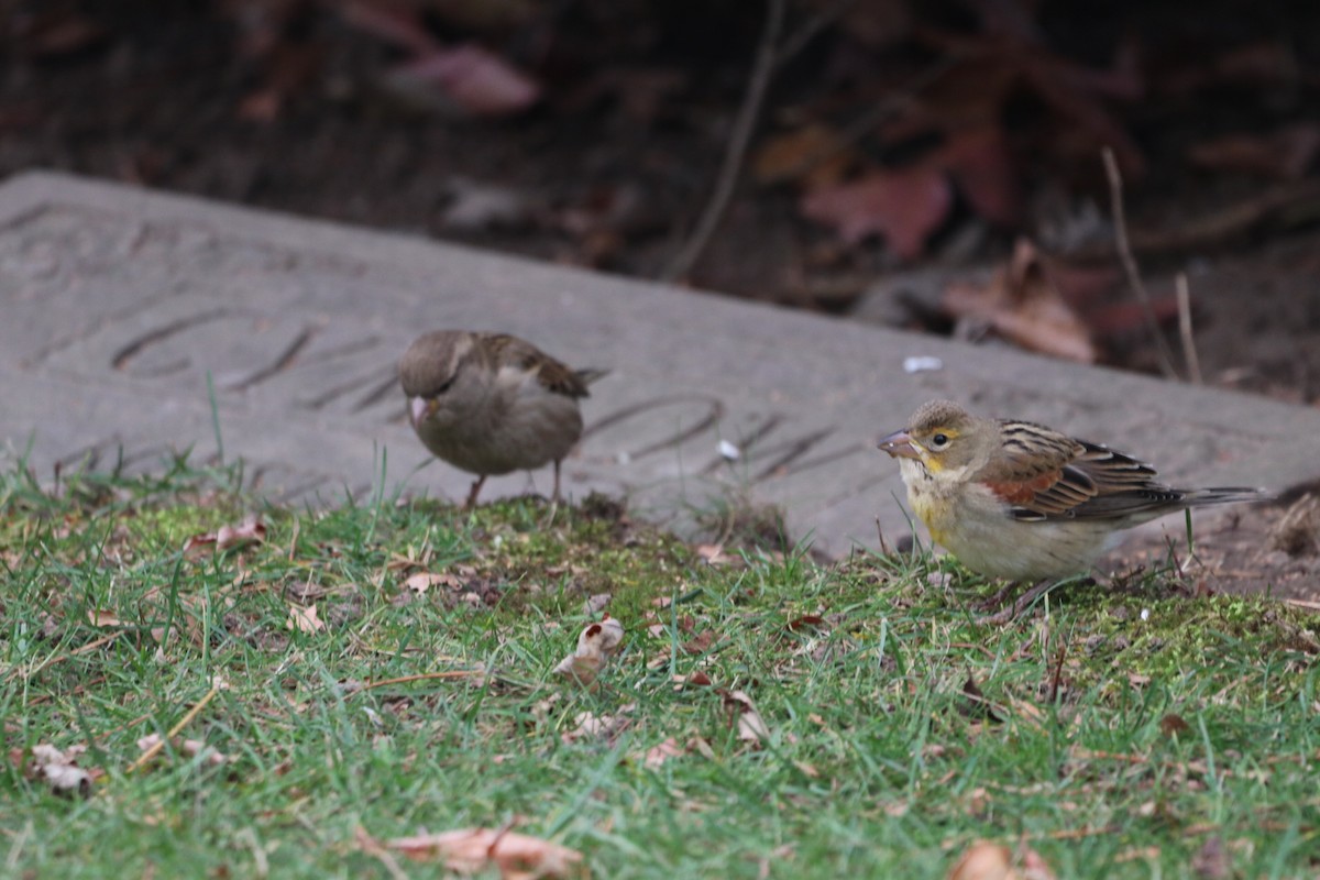 Dickcissel - ML646124014