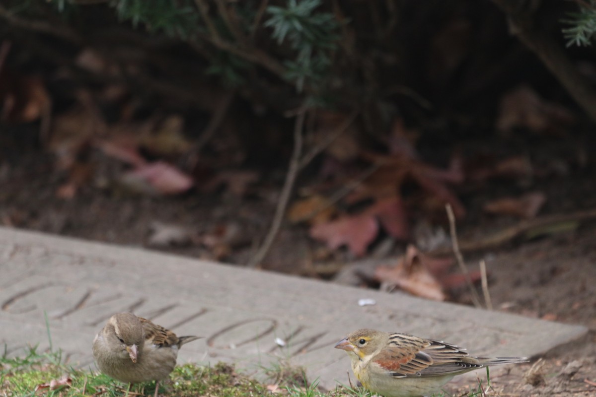 Dickcissel - ML646124015