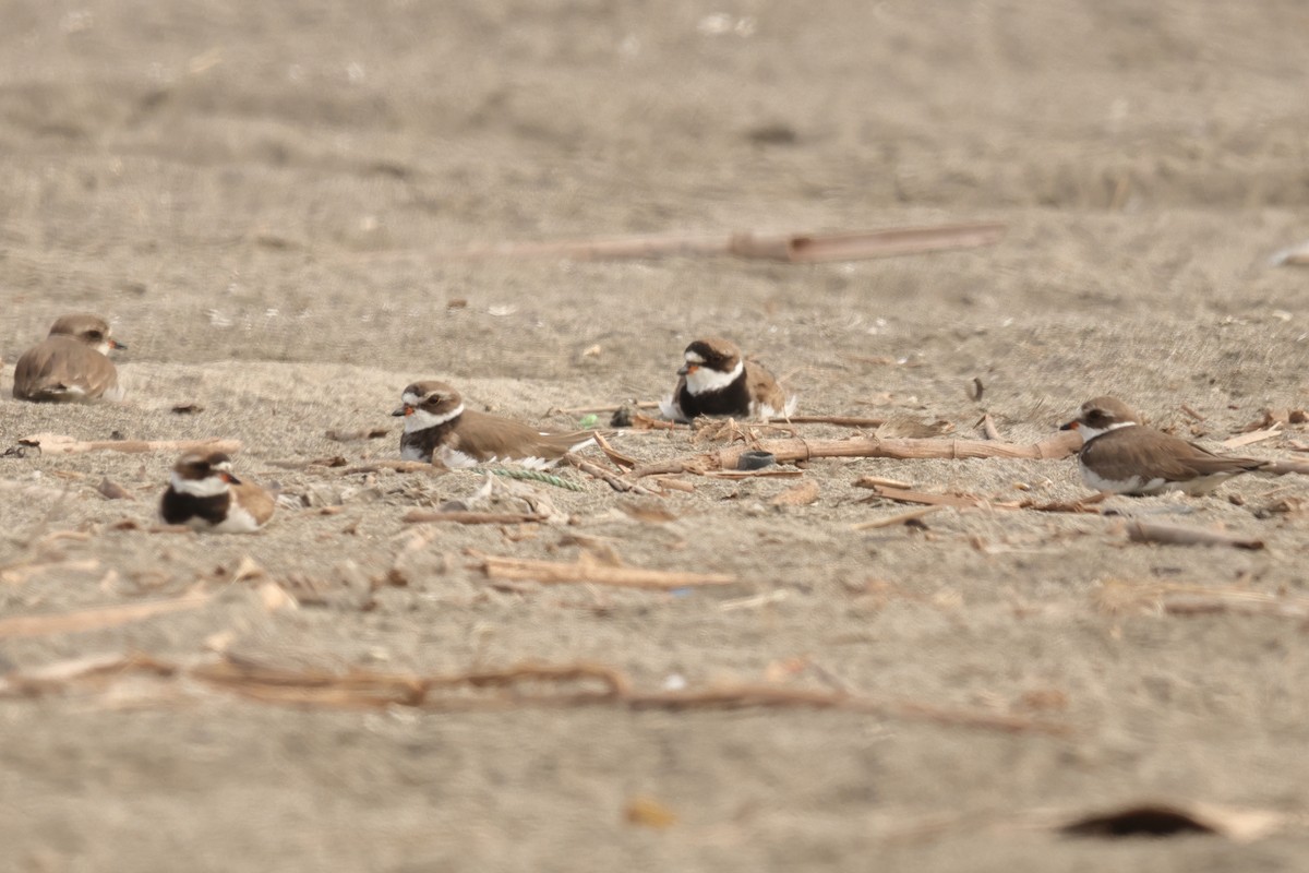 Semipalmated Plover - ML646124018