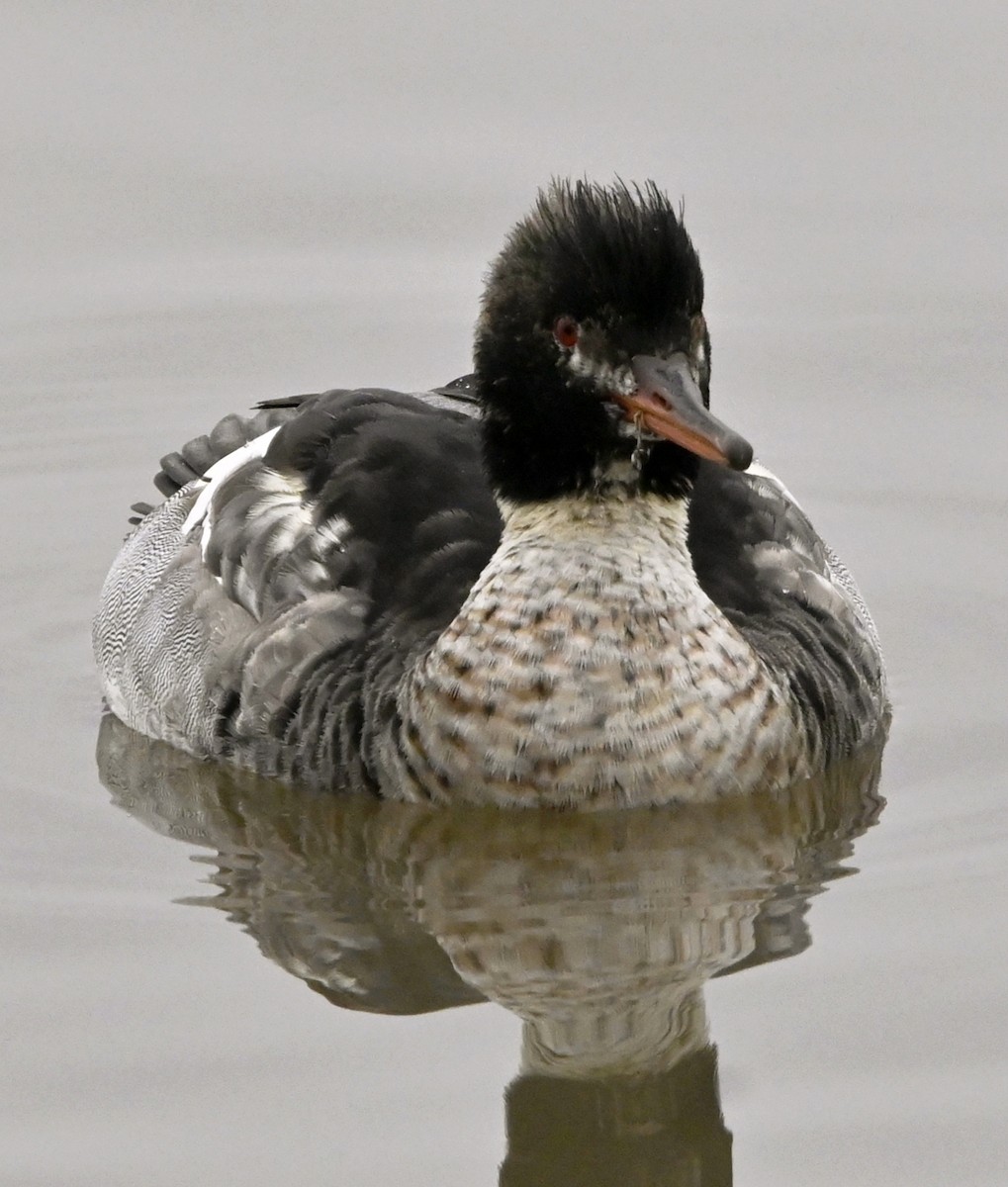 Red-breasted Merganser - ML646124019