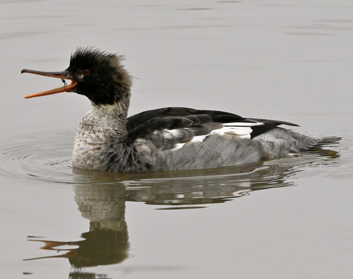 Red-breasted Merganser - ML646124020