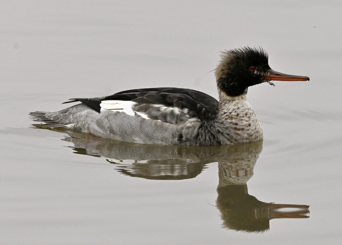 Red-breasted Merganser - ML646124021