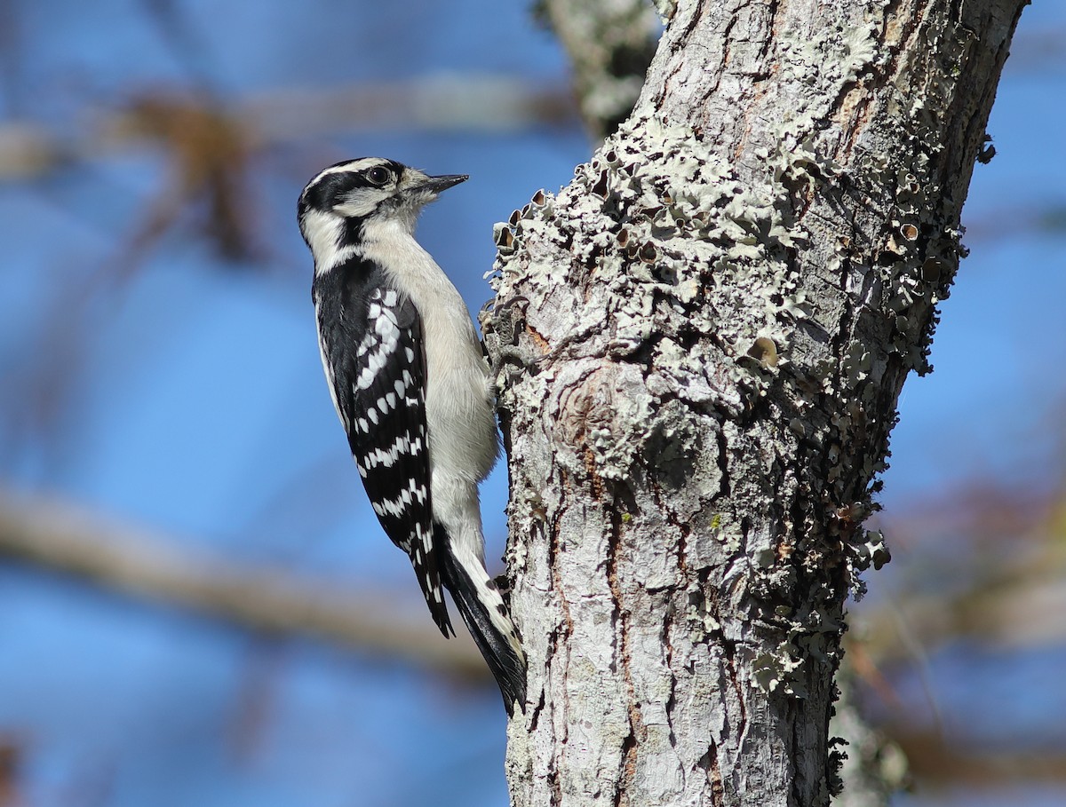 Downy Woodpecker - ML646124025