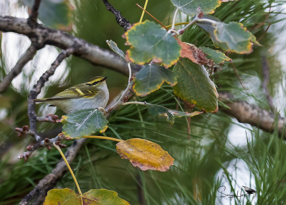 Luì di Pallas - ML646124028