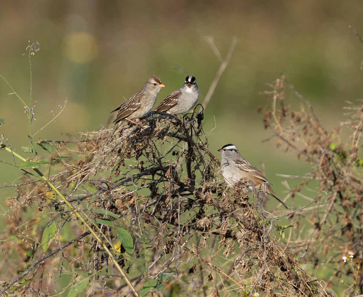 White-crowned Sparrow - ML646124032