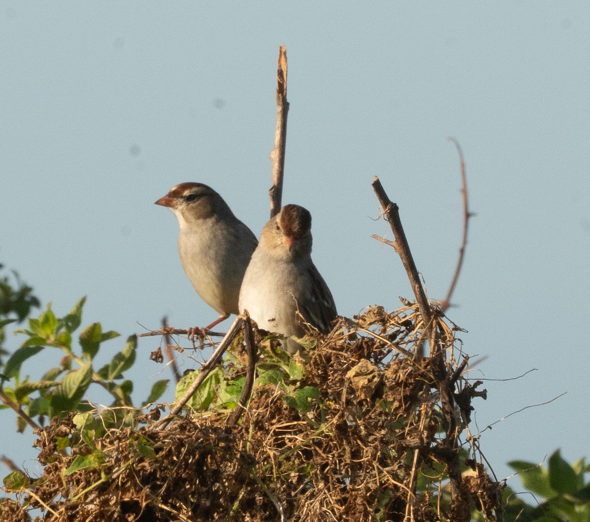 White-crowned Sparrow - ML646124035
