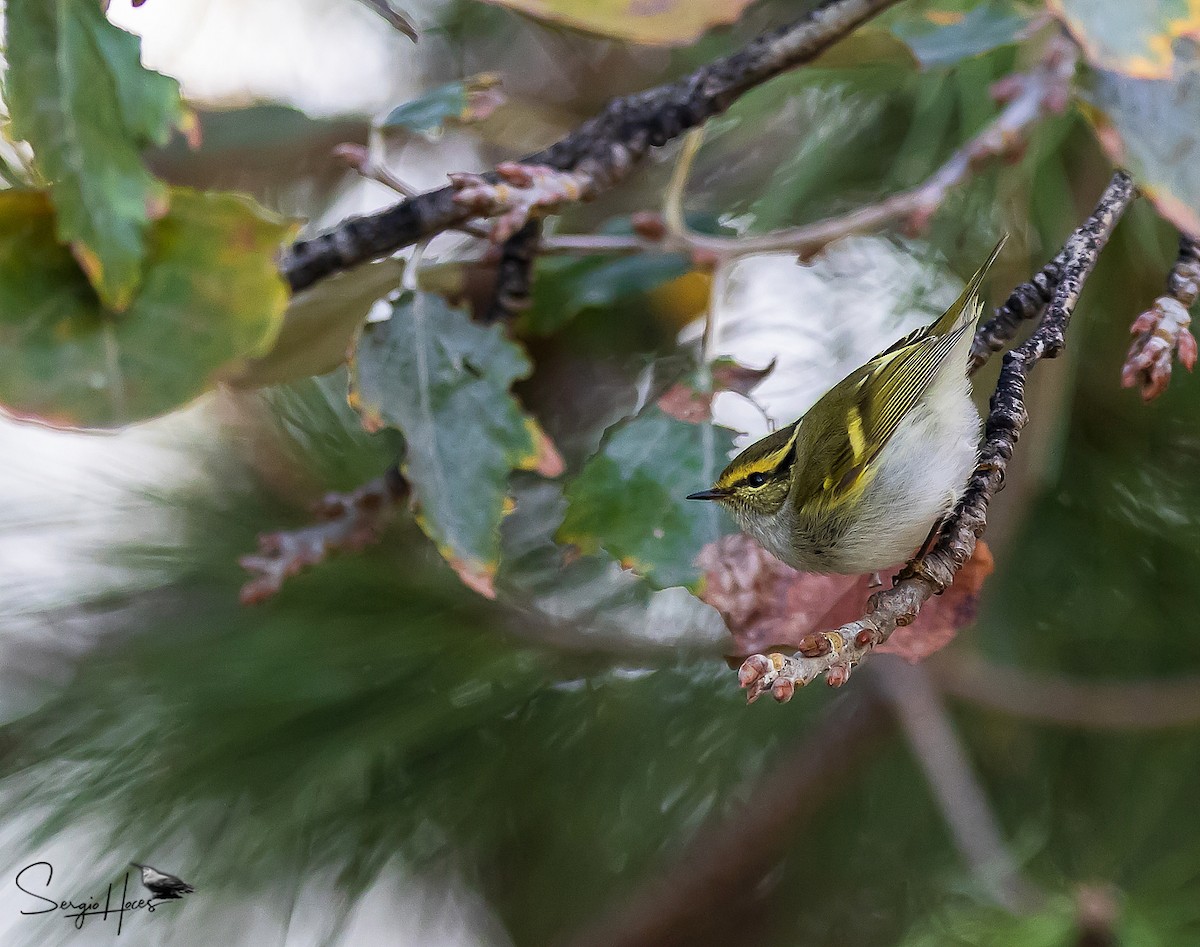 Luì di Pallas - ML646124045